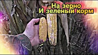 Такого я нигде не видел//Кукуруза зимует в поле//Новый сенокос