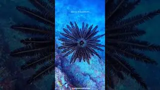 The Underwater Dance of the Feather Starfish