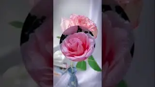 Белые розы