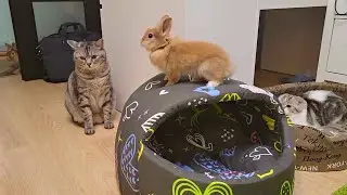 Dad cat Rabbit A little rabbit and a cat live peacefully in the same apartment