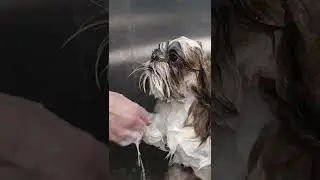 Amazingly Cute Shih Tzu  Haircuts | Dog Transformation