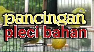 Pancingan pleci bahan, semua pleci bahan ombyokan hasil pikat bisa cepat respon pancing pakai ini