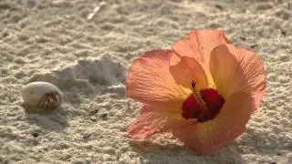 Chris Rea - Thinking Of You