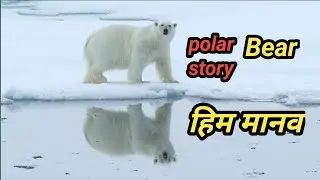 10 Interesting Facts About Polar Bears