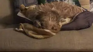 Jilly sleeping like a Baby Shih Tzu