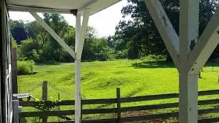 Barn Swallows