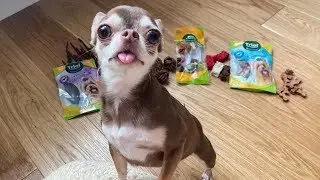 Tasting different treats for dogs! What will Chihuahua Fondue choose?