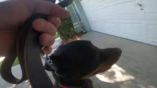 Board and Training- Max - Day 7 - No Muzzle