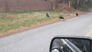 Vultures eating roadkill