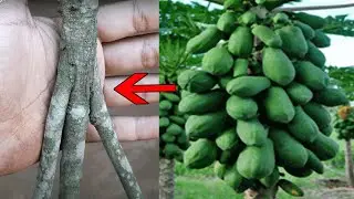 पपीते में यह छेड़छाड़ लायेगी दुगनी तेजी से चोगने फल। Grow Papaya with Rootstock Grafting