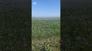 Лён 2024г.