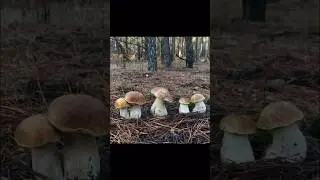 Такого ВЫ ЕЩЁ НИКОГДА и НИРАЗУ в ЖИЗНИ НЕ ВИДЕЛИ! Грибник В ШОКЕ, увидев ЭТО! Я в ОБМОРОКЕ ОШАРАШЕН