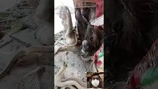 viral snake video || 🔥🤯😱 #shorts #shortfeed #short