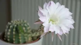 Cactus Flower Time-lapse