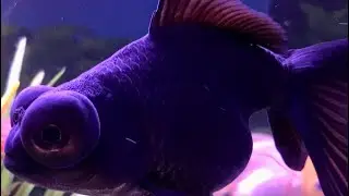 HOME AQUARIUM GOLD  FISH