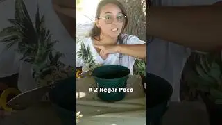 Como Regar Suculentas #suculentas #plantasdecasa #plantas #jardineria  #suculentaslove #plantlover