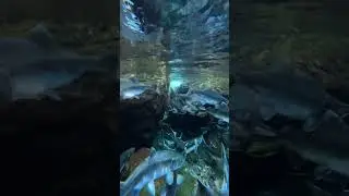 Enjoy an incredible view of these beautiful salmon fish