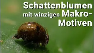winzige Makromotive!! - an den Schattenblumen gefilmt mit LED-Licht und Erklärungen zu den Motiven