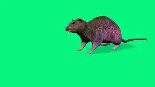 Mouse Animation Green Screen Effect