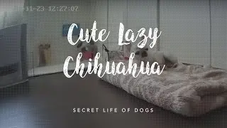 Cute Lazy Chihuahua