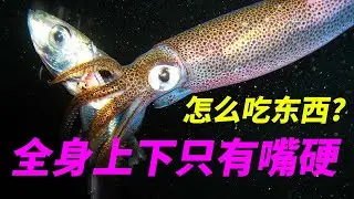 全身上下只有嘴硬的鱿鱼到底是怎么吃东西啊?繁殖过程像在献宝?