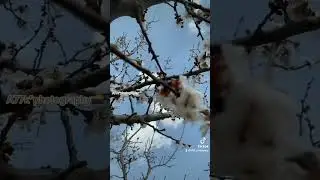 Blossom season ghizer valley gilgit baltistan