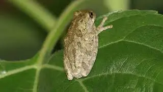Frog Noises From My Pool Deck At Night!