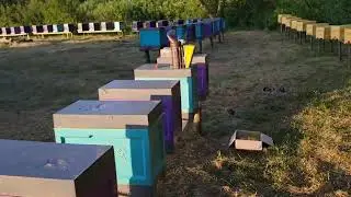 Матки Карнiка плiднi в наявностi❗️ Цiна знижена🔥🔥 Розширення вiдводкiв магазинами//Вощина BeeWorld