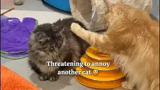 🔊 Meow TRICKS to get FOOD 😸 Cats are purrfessionals at this game 🐾