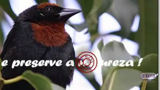 Destacar texto em uma imagem