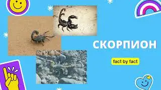 Fact by Fаct:  Интересные факты про скорпионов