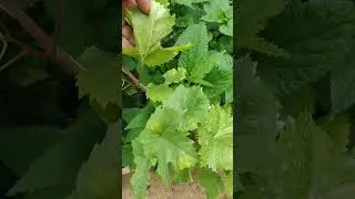 Мой виноград заболел!