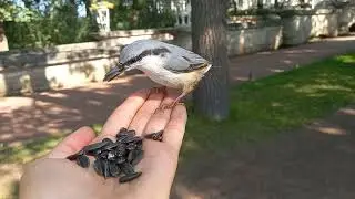 Синицы и поползни