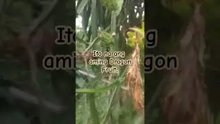 Update ng Aming Dragon Fruit #shortsyoutube #farming #happyfarming #dragonfruitlover