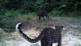 Rainforest ASMR: Gabon