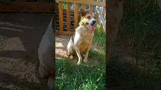 Не стоило! разбрасываться словами)