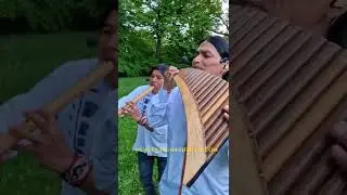 Song Of Ocarina #shorts  #nature #wuauquikuna