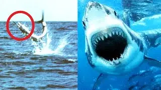 TOP 5 DES ANIMAUX MARIN LES PLUS RAPIDES DU MONDE !
