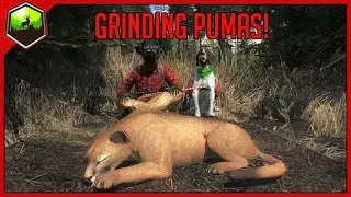 Grinding Pumas! | theHunter Classic