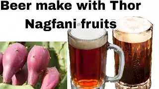 Beer make with Thor Nagfani fruit at home. थोर नागफणी से बीयर बनाना सीखें।