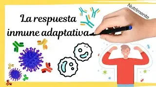 The adaptive immune response