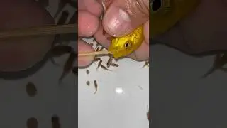 yellow cichlid fish gives birth to a lot of baby fish. 😍💪👍🙏 #fish #dolphin #fishvideo