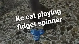 Funny cat playing fidget spinner