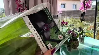 Новинки з виставки🪴🪴#фаленопсис #orchidflowers #орхідеї #flowers #новинки #