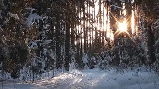 Заснеженный Волшебный Лес. Любимая Лесная Тропинка. Виктор Белоглазов | ПланетаДушевная.рф