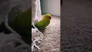 Что за тип😂 Что он исполнил?))