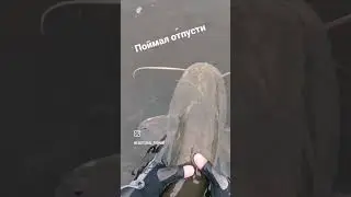 Поймал - отпусти 😊 #рыбалка #fish #топ #cat #catfish #shorts #short