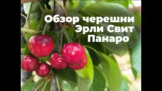 Эрли Свит Панаро - самая ранняя и сладкая черешня!