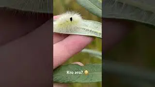 Кто-нибудь знает что это такое? 😯😯😯