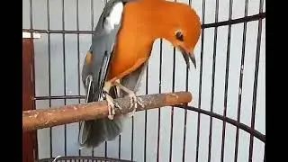 Transforming Anis Merah 'RAJA KIPAS' into the Best National Bird! | HOLIDAY